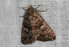Condica aroana