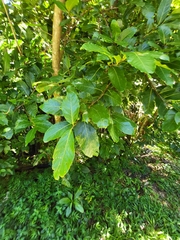 Ocotea leucoxylon