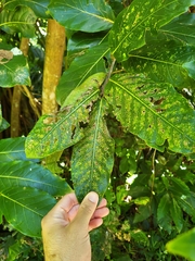 Ocotea leucoxylon