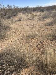 Sporobolus contractus