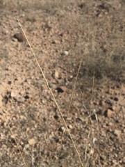 Sporobolus contractus