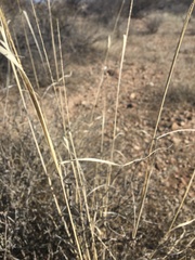 Sporobolus contractus