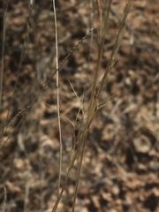 Aristida adscensionis