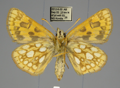 Carterocephalus mandan