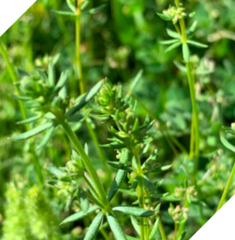 Galium tricornutum