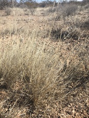 Aristida adscensionis