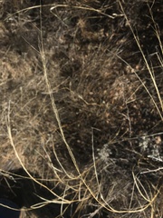 Sporobolus flexuosus