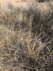 Sporobolus flexuosus