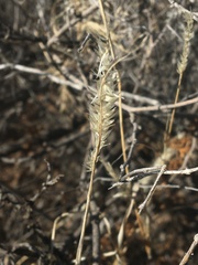 Enneapogon desvauxii