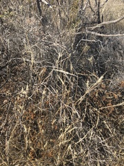 Enneapogon desvauxii