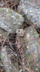 Daucus carota