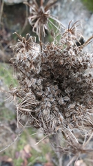 Daucus carota
