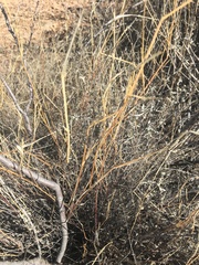 Muhlenbergia porteri