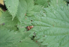 Nemophora degeerella