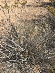 Muhlenbergia porteri