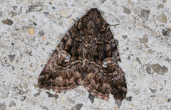 Condica aroana