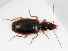 Cymindis limbata