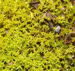 Pseudocrossidium hornschuchianum