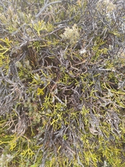 Veronica lycopodioides