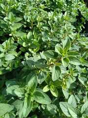 Origanum vulgare