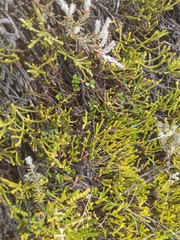 Veronica lycopodioides