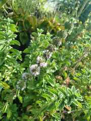 Mentha spicata