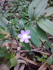 Tripladenia cunninghamii