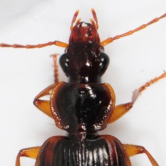 Cymindis limbata