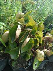 Begonia semperflorens-cultorum