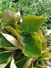 Begonia semperflorens-cultorum