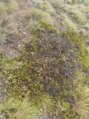 Veronica lycopodioides