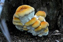 Bondarzewia berkeleyi
