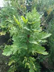 Tanacetum parthenium