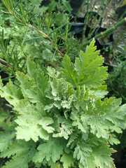 Tanacetum parthenium