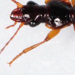 Cymindis limbata