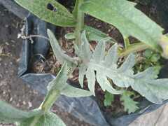 Cynara cardunculus