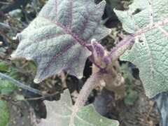 Solanum quitoense