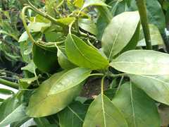Persea americana