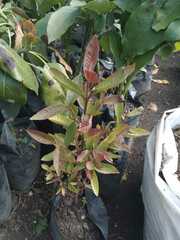 Psidium guajava