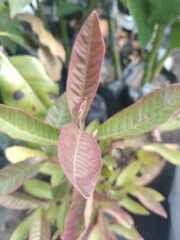 Psidium guajava