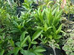 Leucanthemum maximum