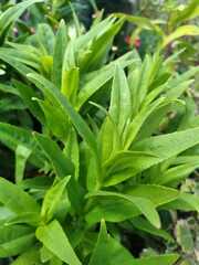 Leucanthemum maximum