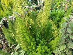 Asparagus densiflorus