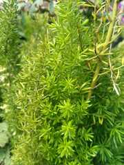 Asparagus densiflorus