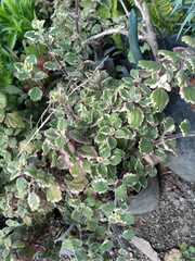 Plectranthus verticillatus
