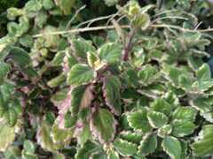 Plectranthus verticillatus