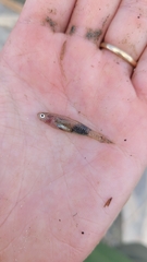 Gobiopterus semivestitus