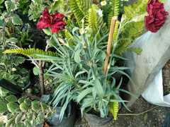 Dianthus caryophyllus