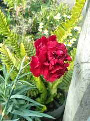 Dianthus caryophyllus