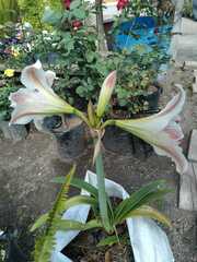 Hippeastrum hybridum